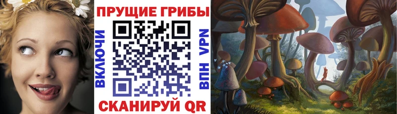 Галлюциногенные грибы Psilocybe  где продают наркотики  Кущёвская 